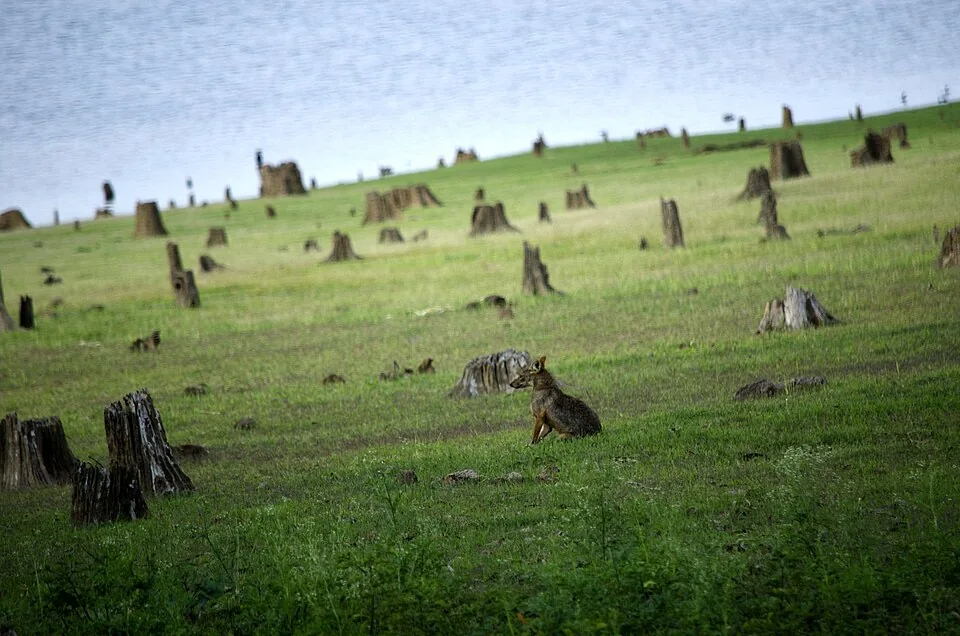 Kabini