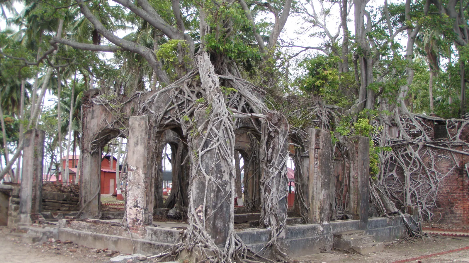 Tree roots growing over the ruins of colonial buildings on Ross Island