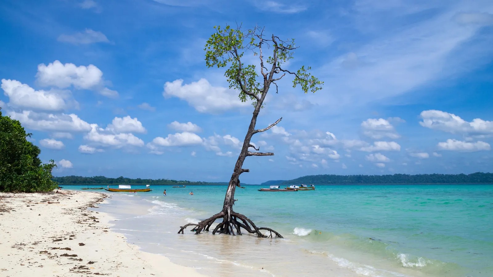A mangrove tree stands in the clear water of a beach on Havelock Island