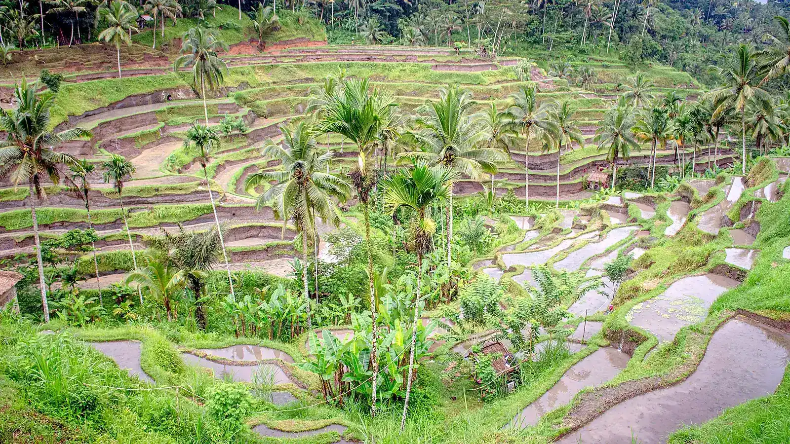 The Tegallalang rice terraces north of Ubud, best visited early in the morning before the heat and the crowds