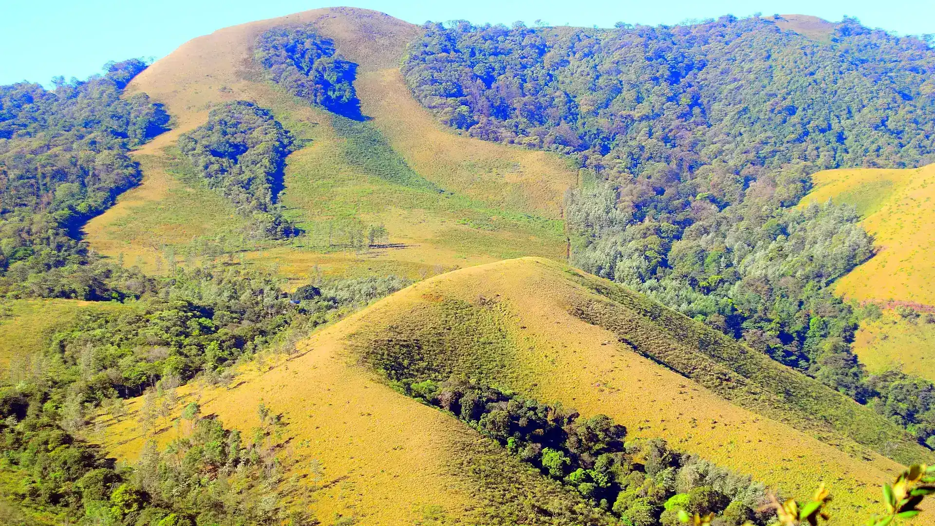 Chikmagalur Mullayanagiri Peak Trek & Coffee Estate Trails