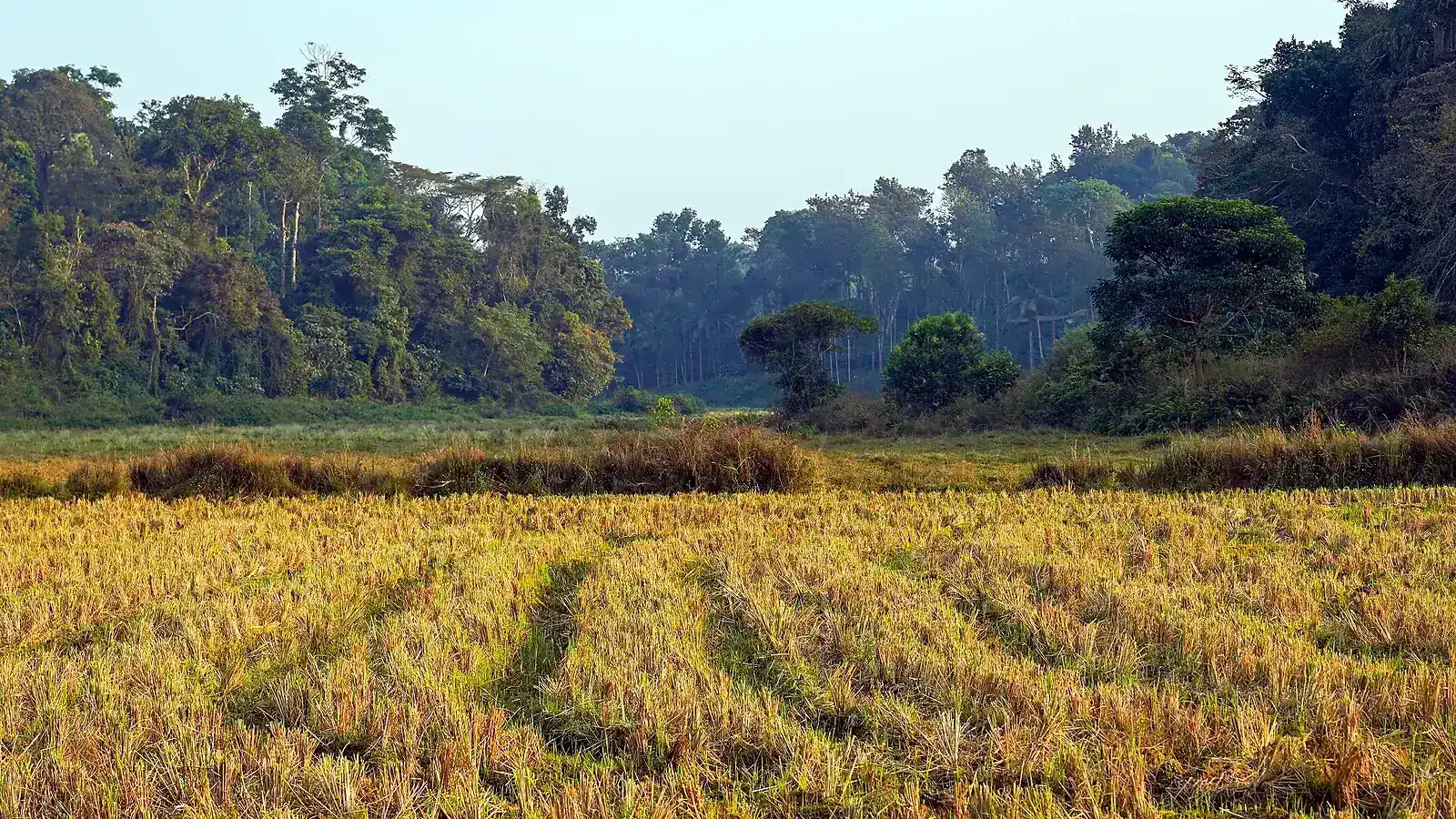 Paddy fields and coffee country in the Coorg countryside, where the landscape changes colour with the seasons