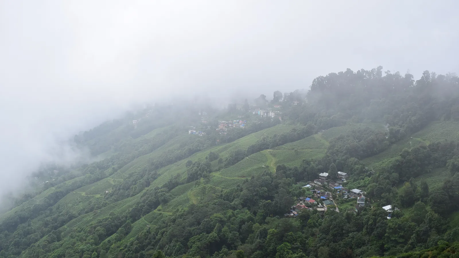 Tea bushes on the slopes of a Darjeeling tea estate