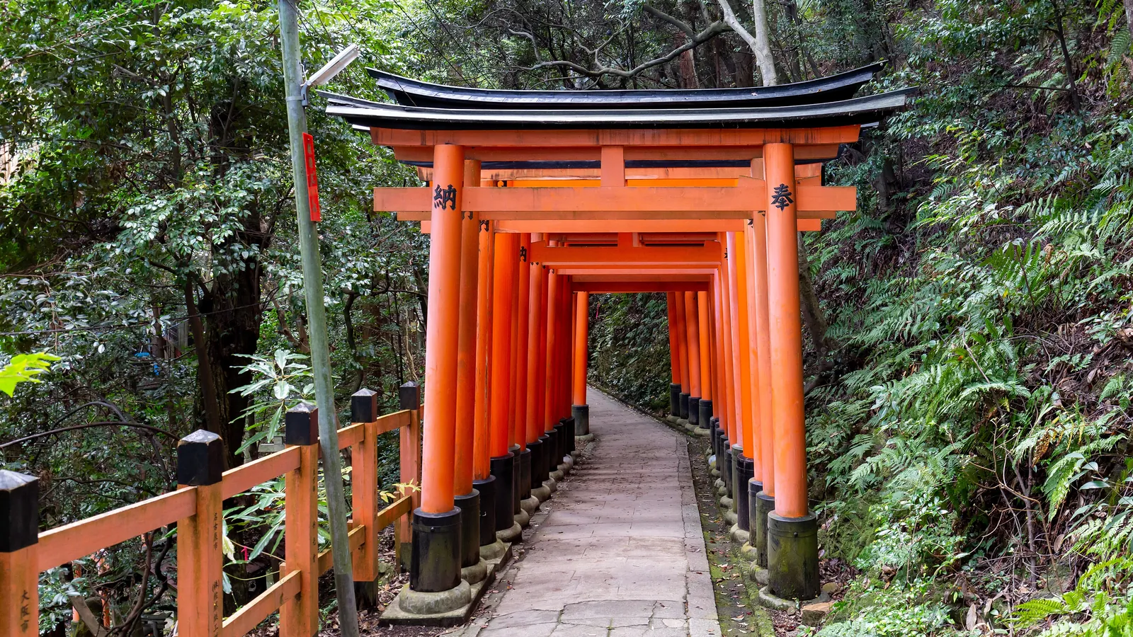A tunnel of vermilion torii gates winds up the forested hillside at Fushimi Inari Taisha in Kyoto