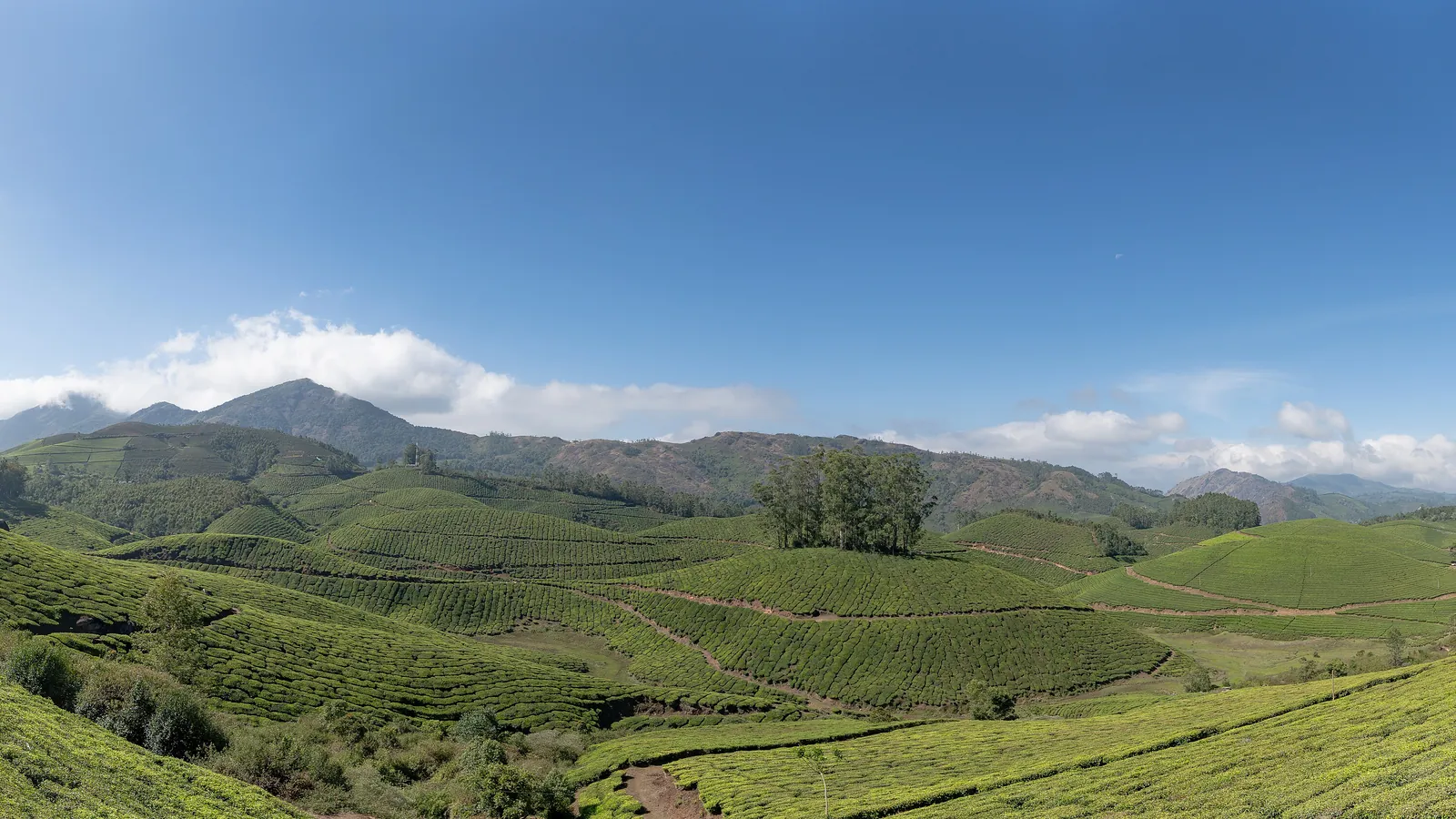 Rolling tea plantations cover the hills around Munnar in the Western Ghats
