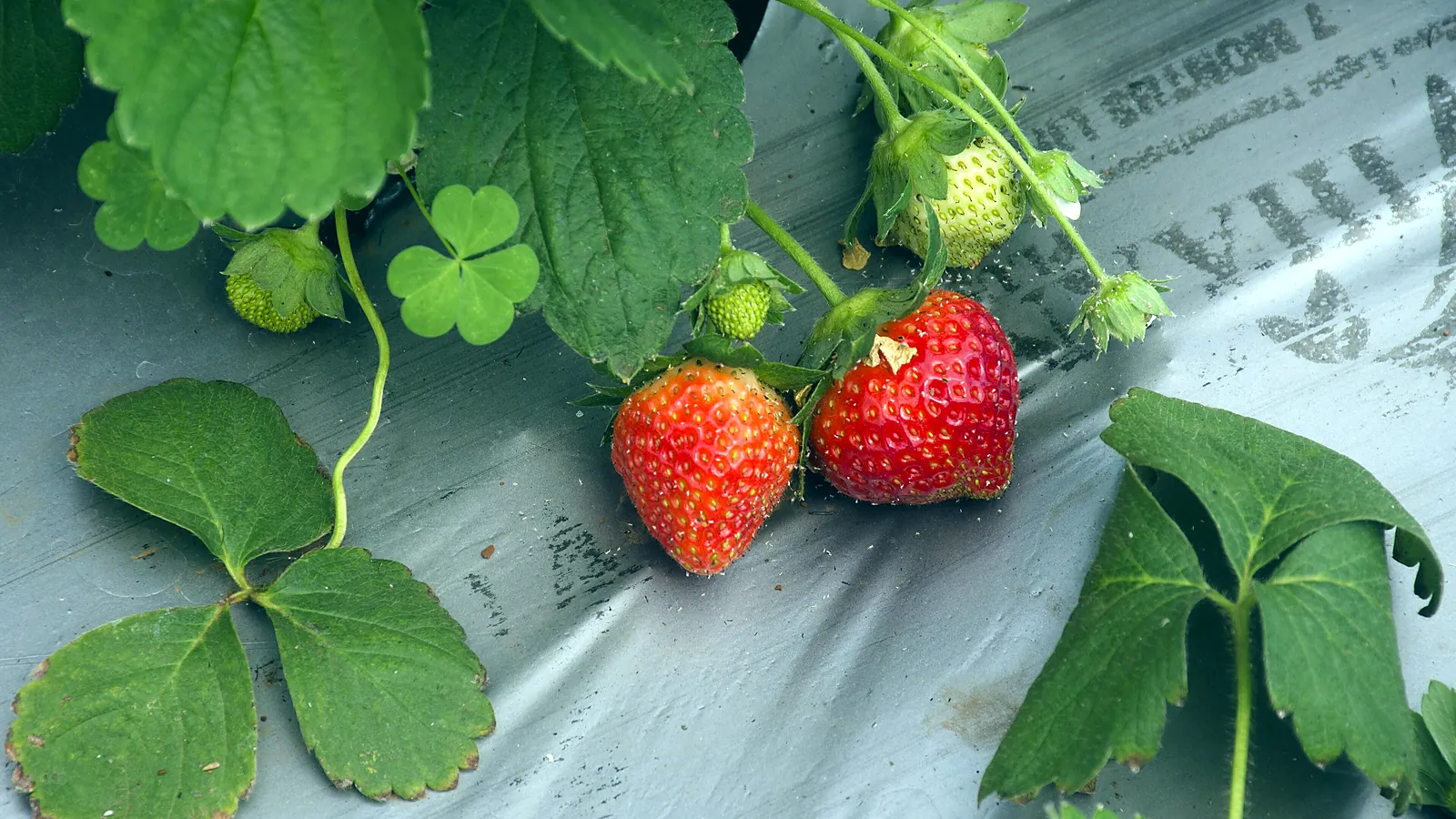 Rows of strawberry plants on raised beds near Mahabaleshwar, ready for picking in the winter sun