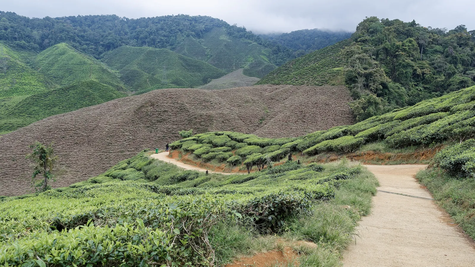 Tea plantations cover the rolling hills of the Cameron Highlands in Malaysia