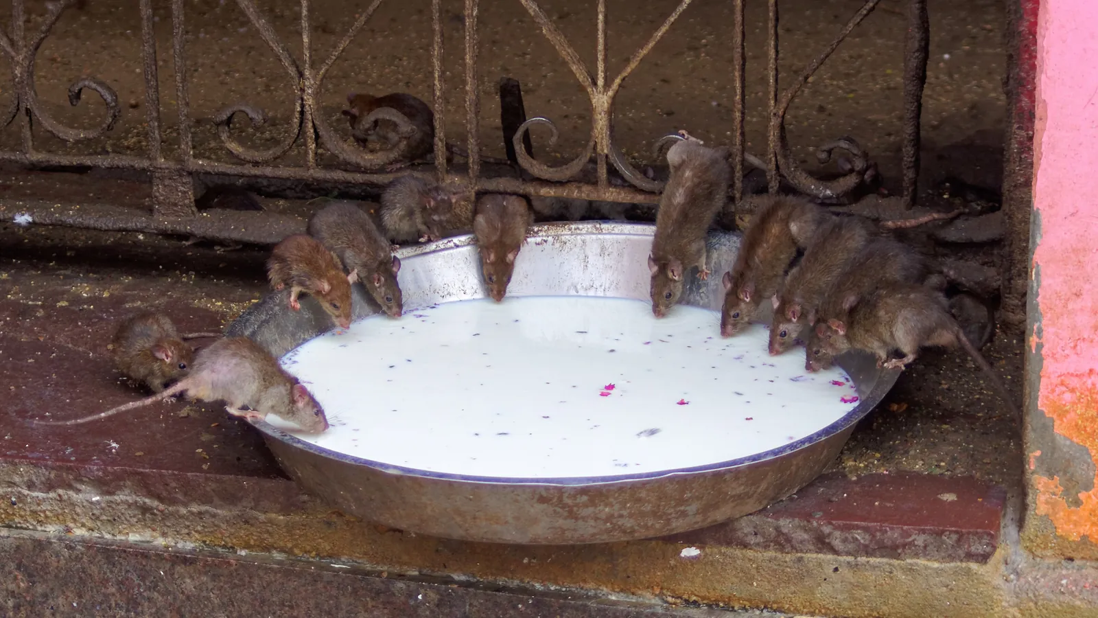 Rats, revered as kabbas, drink milk from a large bowl at the Karni Mata Temple in Deshnoke near Bikaner