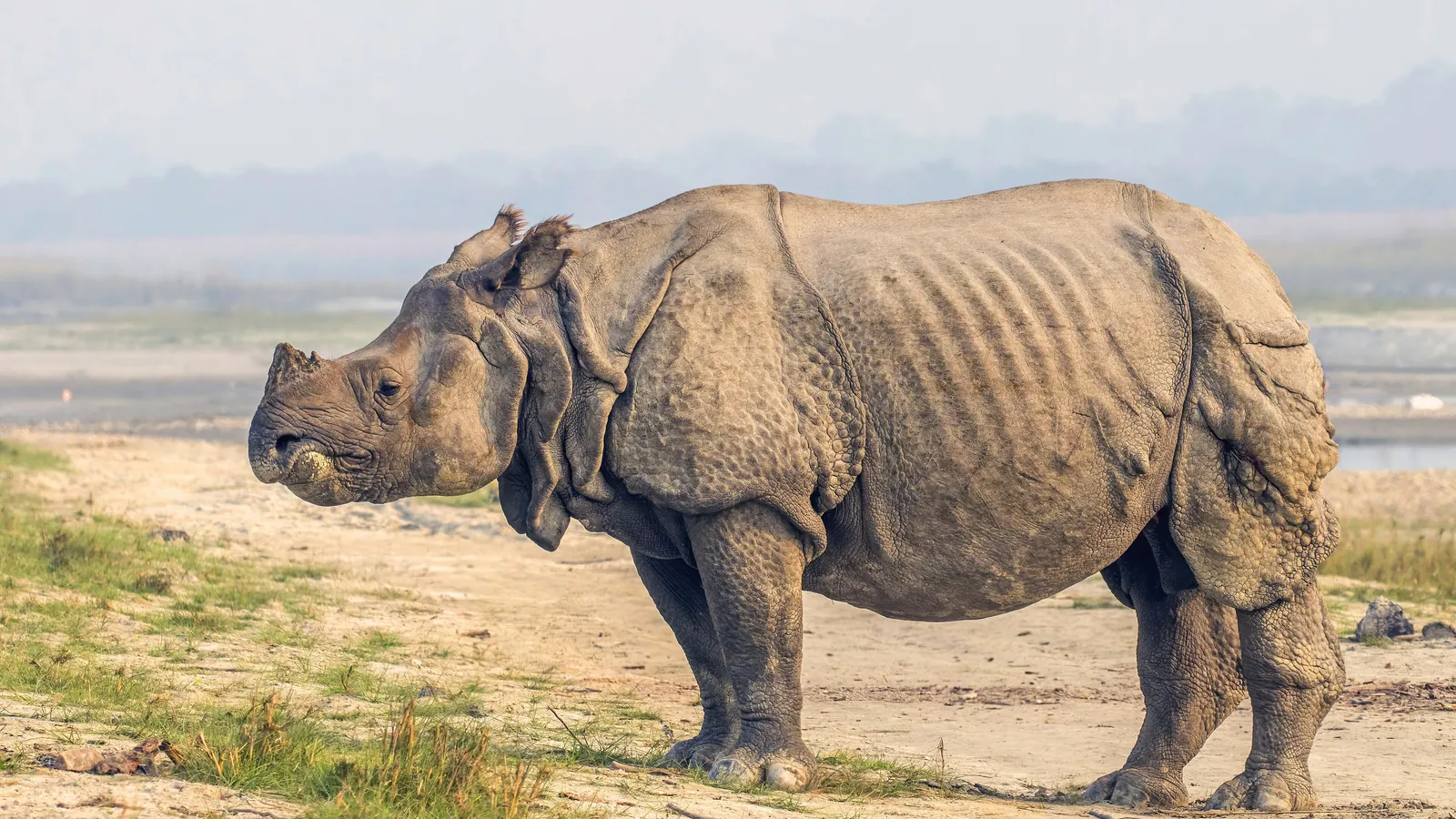 A greater one-horned rhinoceros in Chitwan National Park in Nepal's lowland Terai
