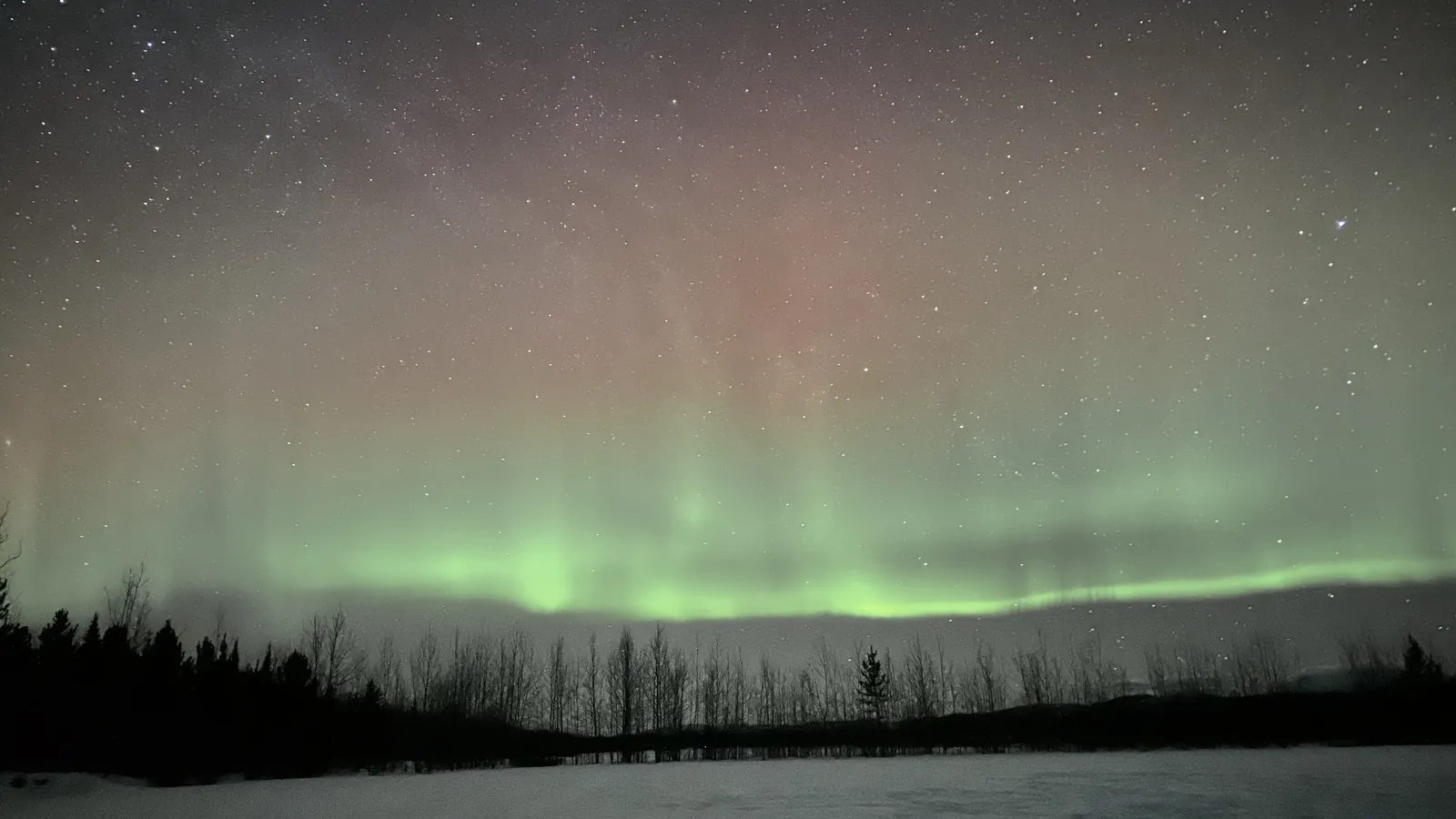 The aurora borealis over a forest in the Yukon, Canada