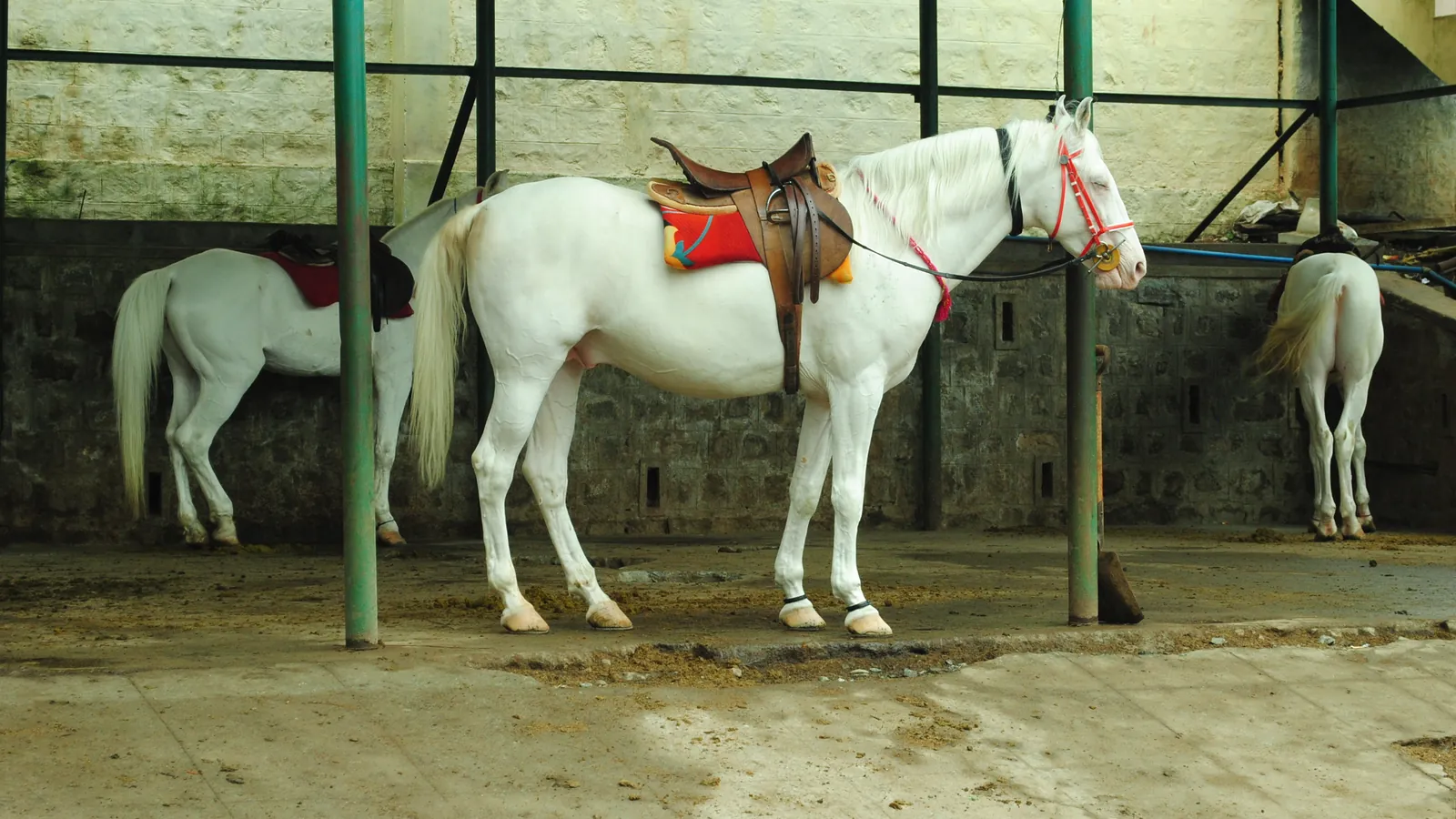 Horses waiting for rides beside the boat house at Ooty Lake