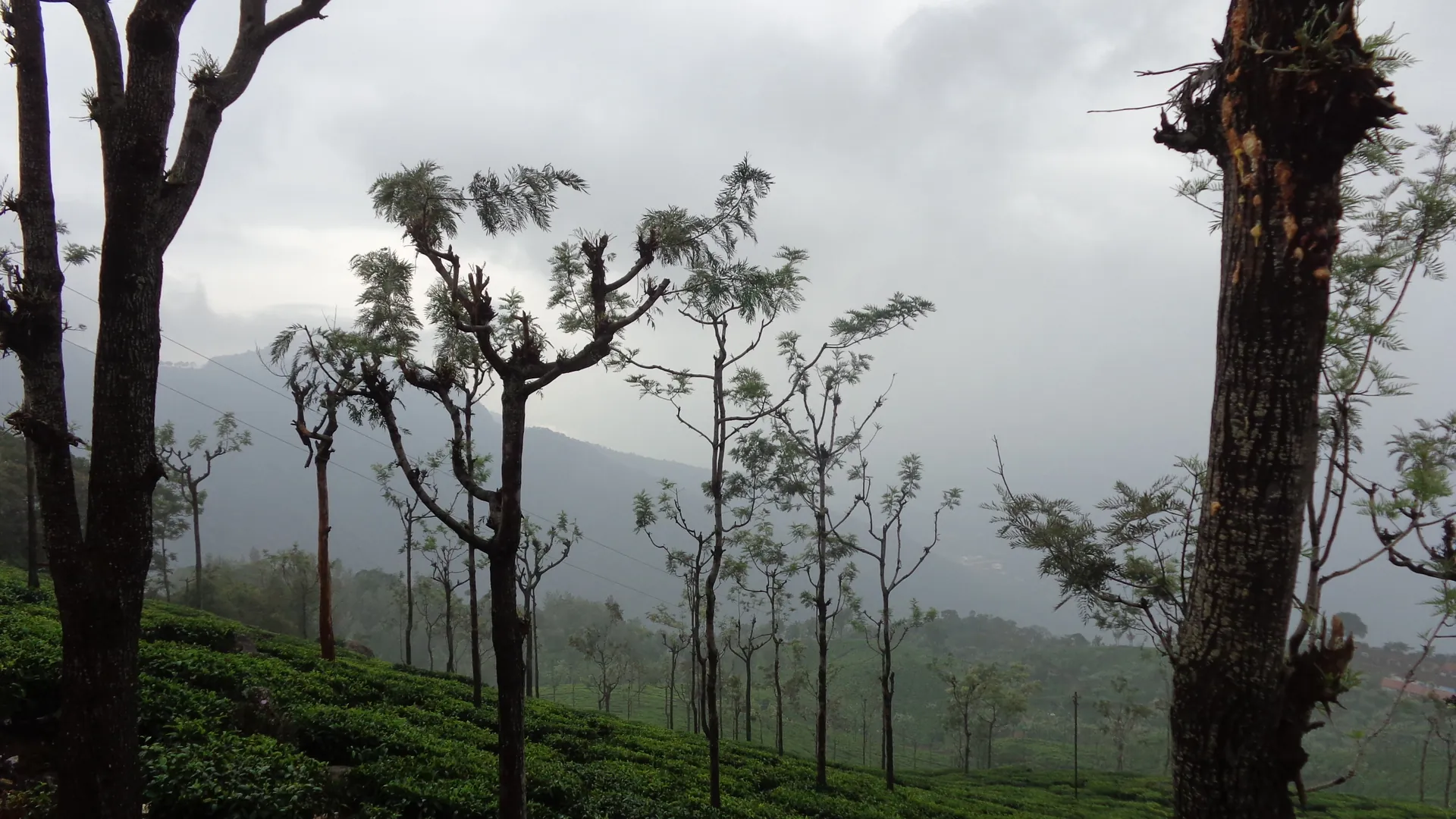 Ooty Trip Guide: The Toy Train, Tea Gardens, Coonoor, Doddabetta and a 3-Day Nilgiris Weekend