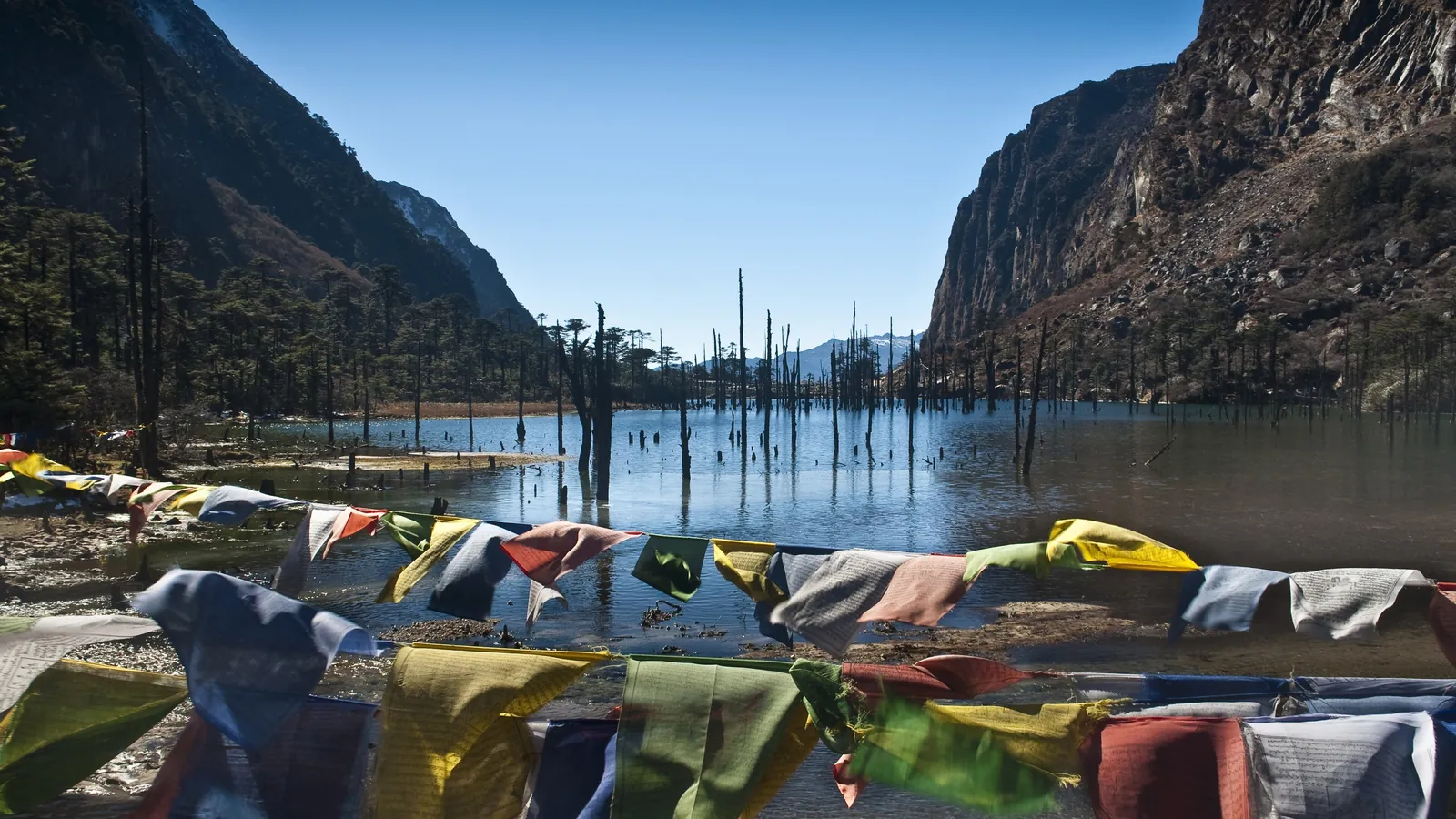 Tree trunks rise from the still water of Madhuri Lake near Tawang, framed by prayer flags