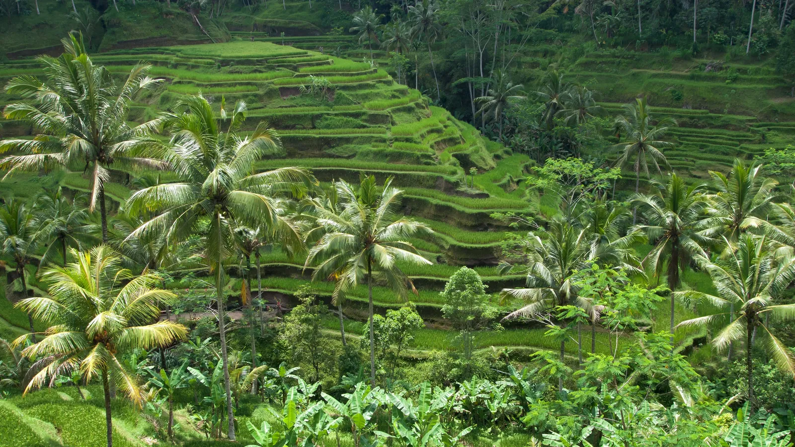 Palm trees and green rice terraces at Tegallalang near Ubud in Bali
