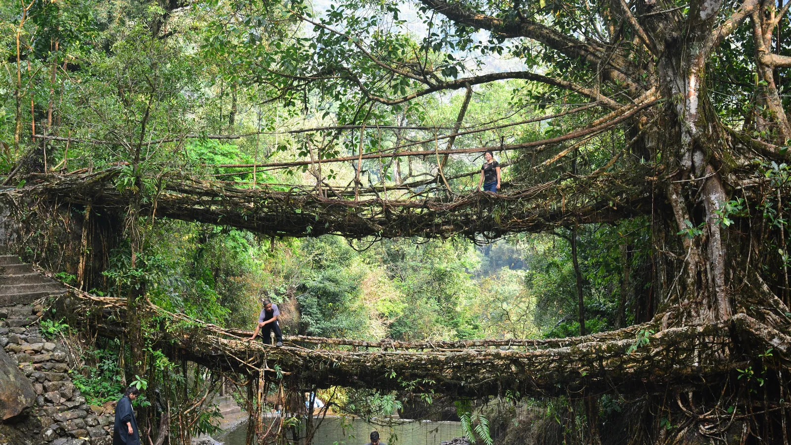 The double-decker living root bridge near Nongriat in Meghalaya, grown over generations from the roots of rubber fig trees