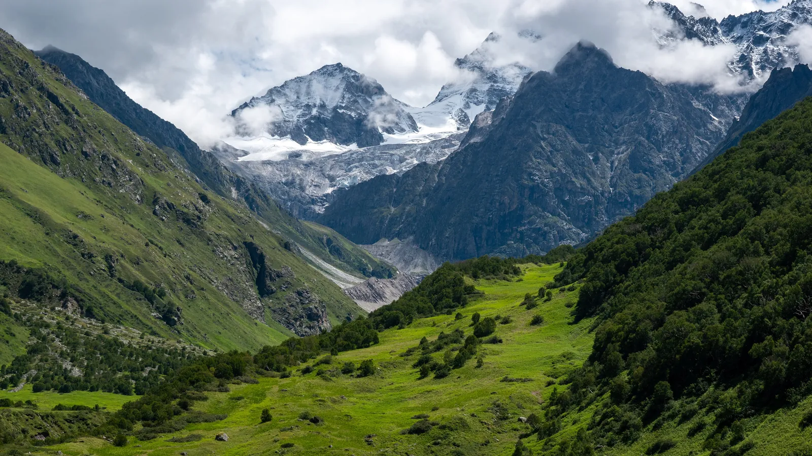 Wildflowers and snow peaks in the Valley of Flowers National Park in Uttarakhand, a UNESCO World Heritage Site