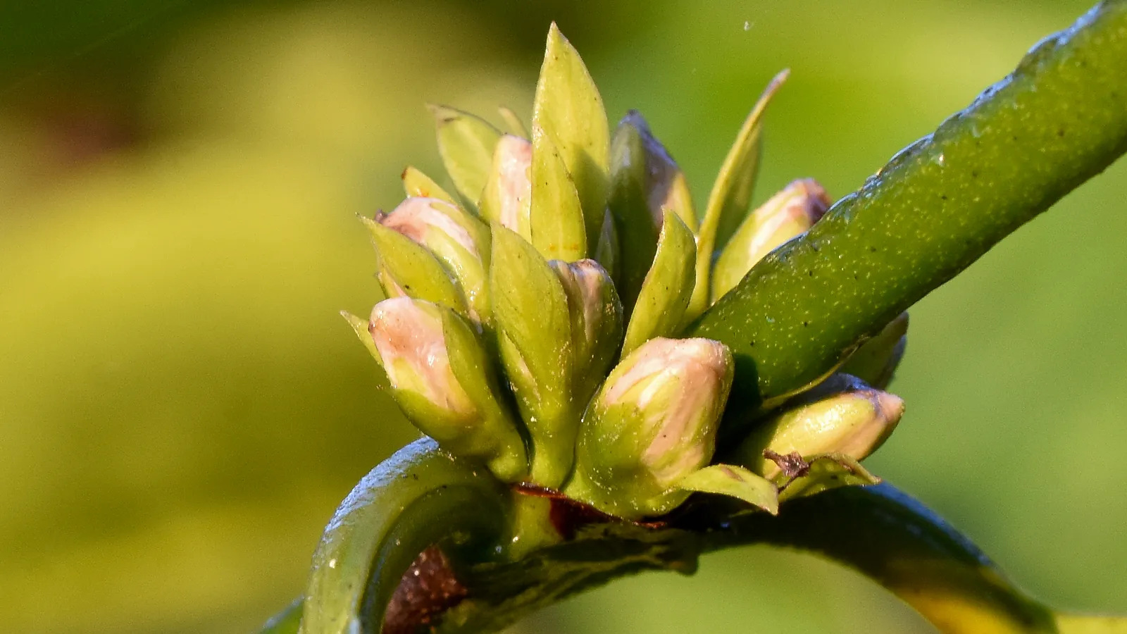 Coffee flower buds on a robusta plant in Coorg
